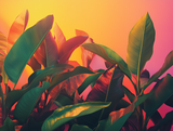 LEAVES - FRUNZE 0052