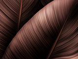 LEAVES - FRUNZE 0054