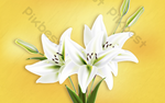 DSD - 435
