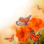 FLY - 26