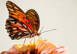 FLY - 103