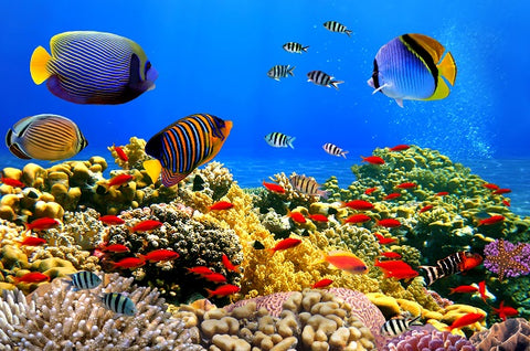SEA - 1
