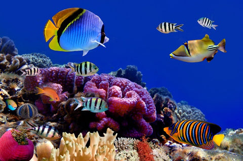 SEA - 4