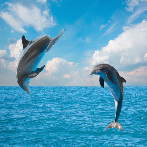 SEA - 9