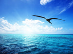SEA - 11